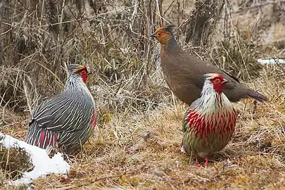 flock of Blood Pheasant