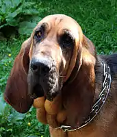 Bloodhound