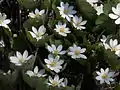 Bloodroot (Sanguinaria canadensis)