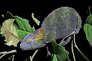 Female, Ranomafana