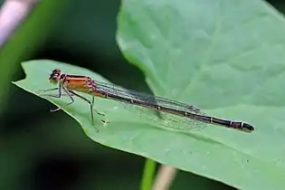 Female form rufescens-obsoleta