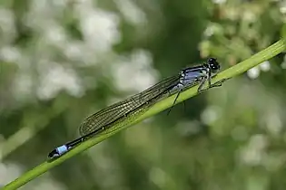 Female form violacea