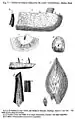 Figure of fish fossils from Dawson's Acadian Geology