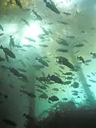 Blue rockfish in kelp forest