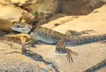 Blue spiny lizard (Sceloporus cyanogenys)