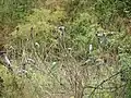 Blue winged Malabar parakeet roost