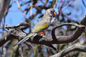 A grey parrot with yellow-and-blue-tipped wings, red ankles, and a violet face