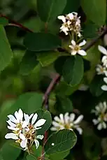 Akureyri Botanical Gardens, Iceland