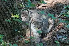 Bobcat (Lynx rufus)