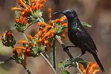 blackish-blue sunbird