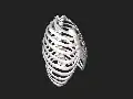 3D model of rib cage