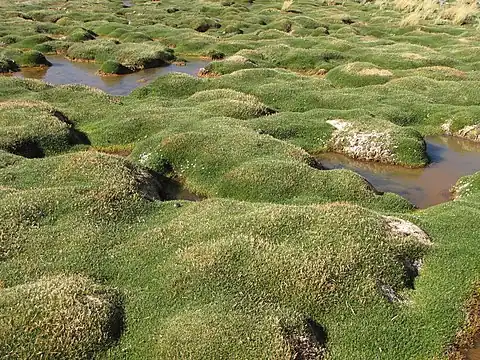 Laguna Santa Rosa bofedal