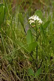 Plant found in Minnesota at Lake Bemidji State Park