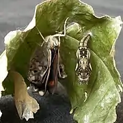 Female recently emerged from pupa