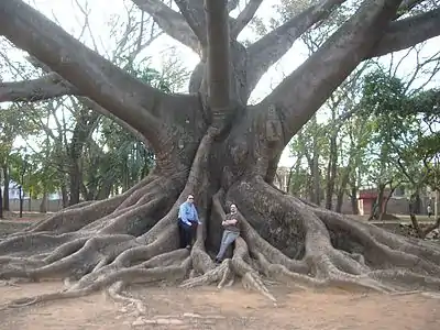 Ceiba pentandra in Lal Bagh gardens in Bangalore (Bengaluru), India