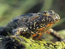 Dark-colored toad facing left