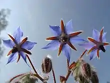 Borage plant flowers.