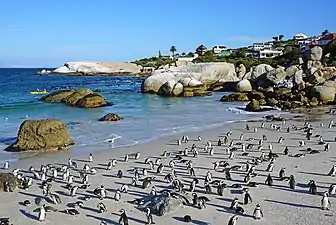 African penguins on Boulders Beach