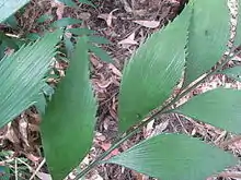 Serrulate margin of the pinnae on a wild plant of Bowenia Lake Tinaroo form, at Lake Tinaroo, Atherton Tableland, Queensland, Australia