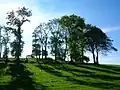 The munt from Knockland Hill road.