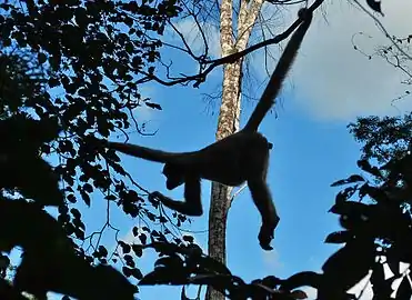 Adult northern muriqui using its prehensile tail