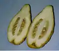 Cross section of Braverman etrog