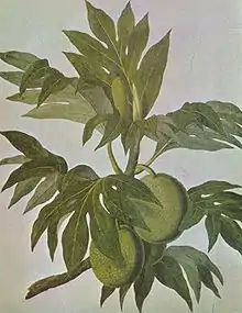 Drawing of breadfruit by John Frederick Miller