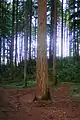 A tree in a forested area