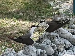 A bridled tern pair