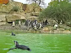 Penguins