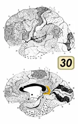 Brodmann area 30