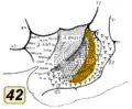 BA42. Inside lateral sulcus.