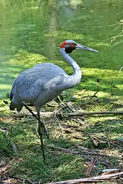 Grey crane with purplish-red face