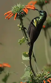 glossy bluish sunbird with bronzy wash and brown wings