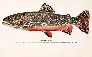 Brook trout