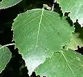 Betula pendula