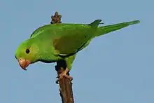 A light-green parrot with dark-green wings