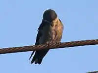 Brown-bellied swallow