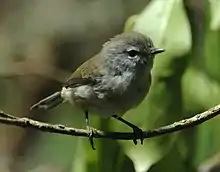 Brown gerygone (Gerygone mouki)