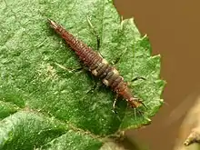 Campodeiform larva of Micromus posticus