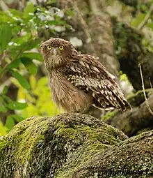 Brown fish owl, BRT Chamarajanagar