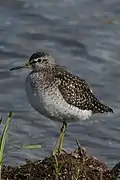 Wood sandpiper, National Park Lower Oder Valley, Germany