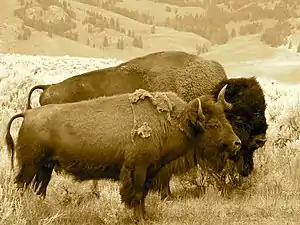 Bison pair