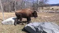 A young bison walking between rocks in a meadow