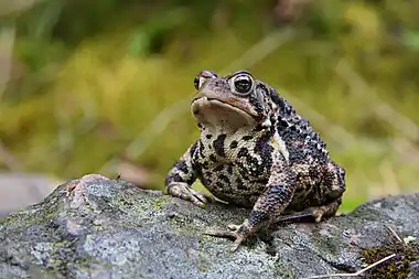 A black and white patterned toad sits on a log