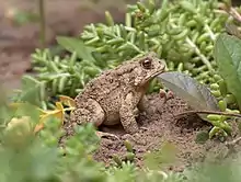 Image 23American toad (Anaxyrus americanus) (from True toad)