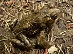 Boreal toad