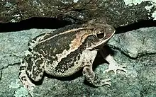 A light brown frog with darker brown patterns on its back