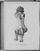 Pachyornis elephantopus ("Heavy-footed Moa")original caption: Leg of Dinornis elephantopus (front view: three-fourths natural size)