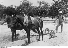 Cotton plowing in Togo, 1928